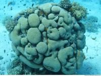 Brain coral Diploria cerebriformis 3